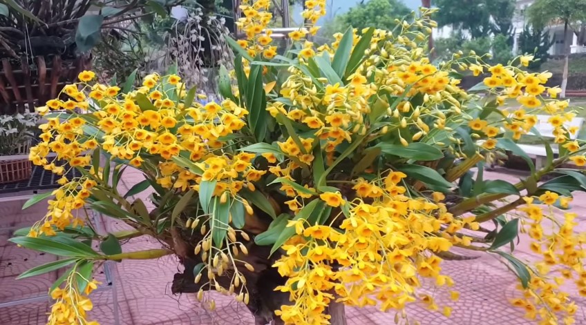 loai hoa choi tet mien bac dep y nghia 10