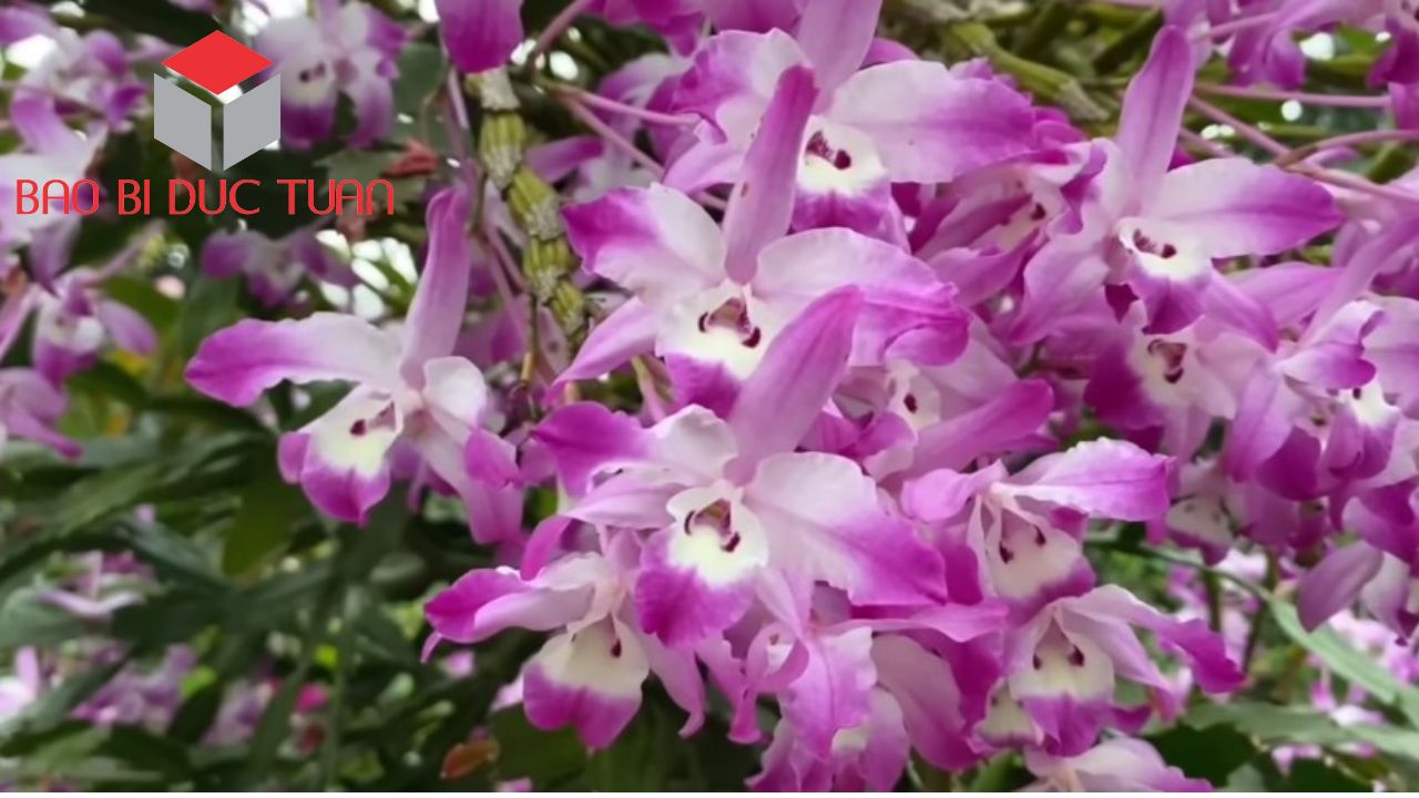 loai hoa choi tet mien bac dep y nghia 11