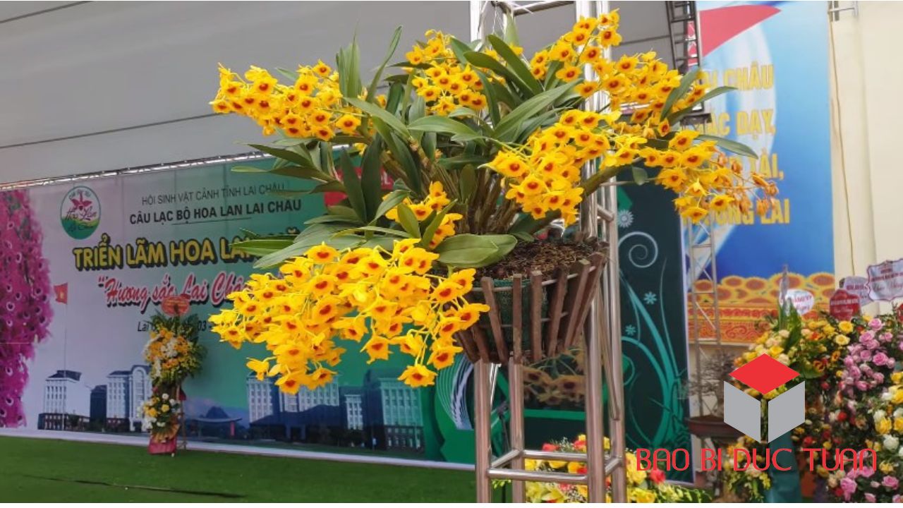 loai hoa choi tet mien bac dep y nghia 13