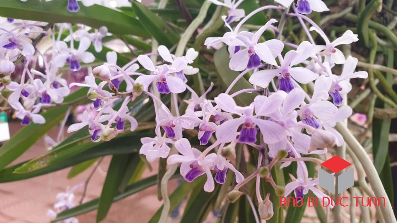 loai hoa choi tet mien bac dep y nghia 14