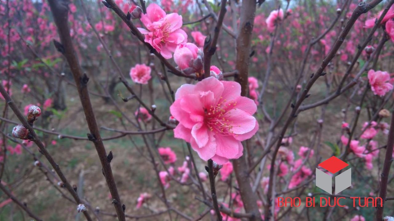 loai hoa choi tet mien bac dep y nghia 2