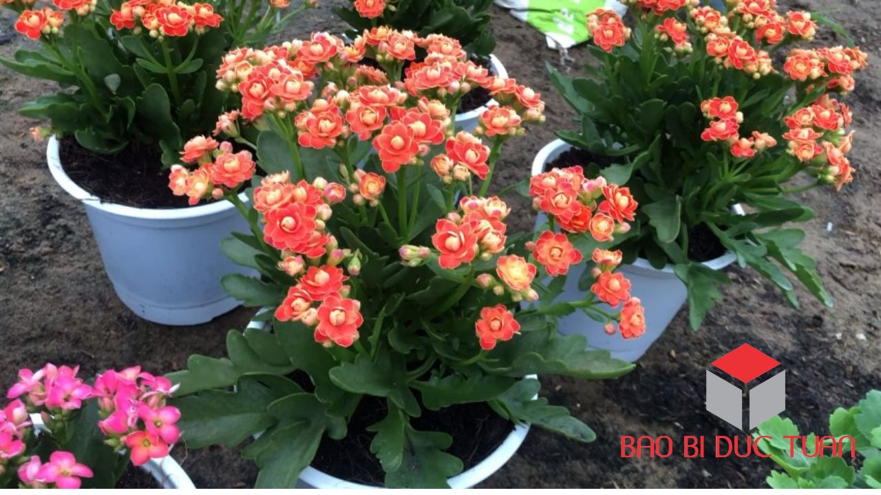 loai hoa choi tet mien bac dep y nghia 20