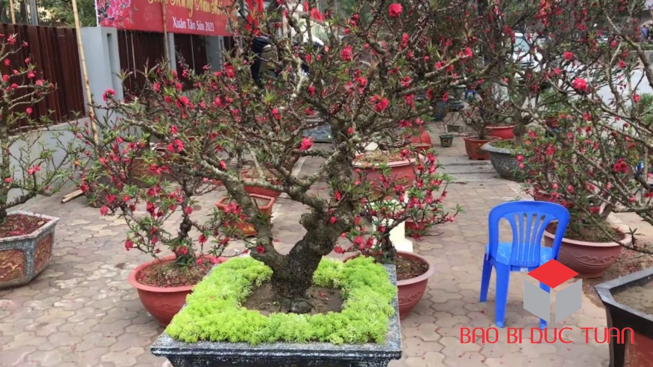 loai hoa choi tet mien bac dep y nghia 3