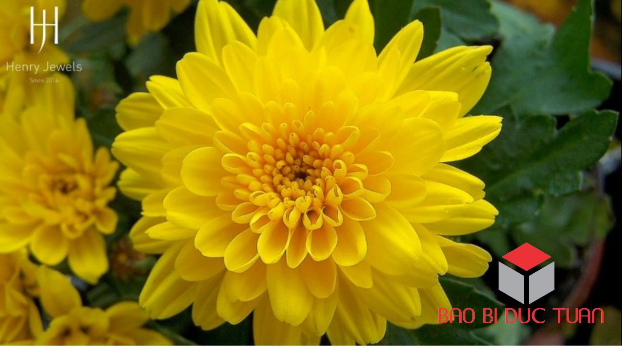 loai hoa choi tet mien bac dep y nghia 4