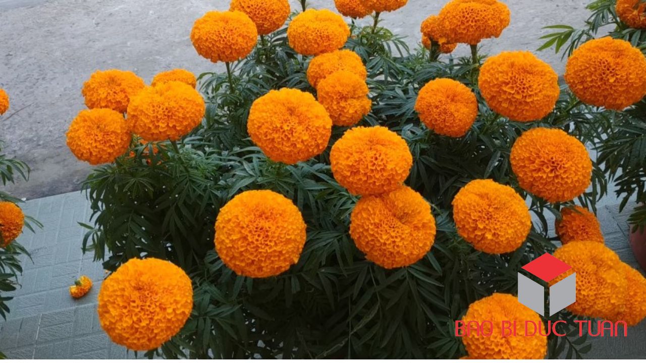 loai hoa choi tet mien bac dep y nghia 6