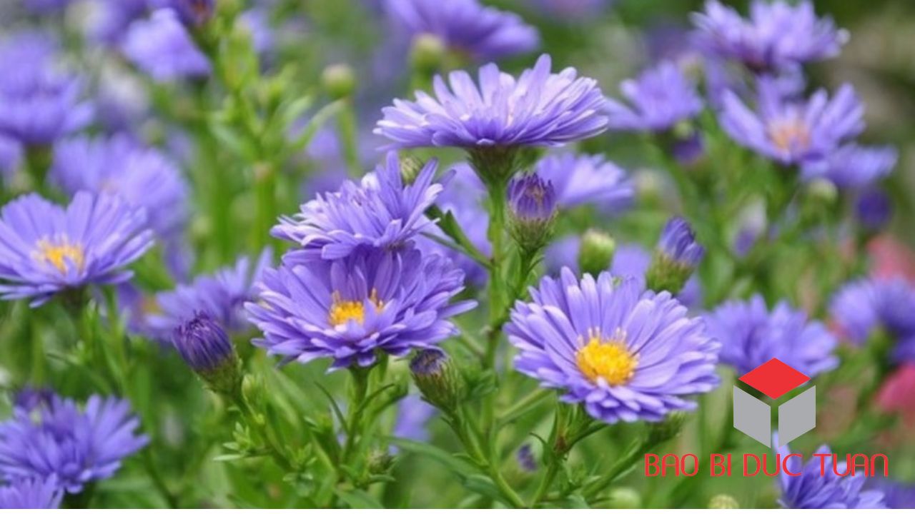 loai hoa choi tet mien bac dep y nghia 9