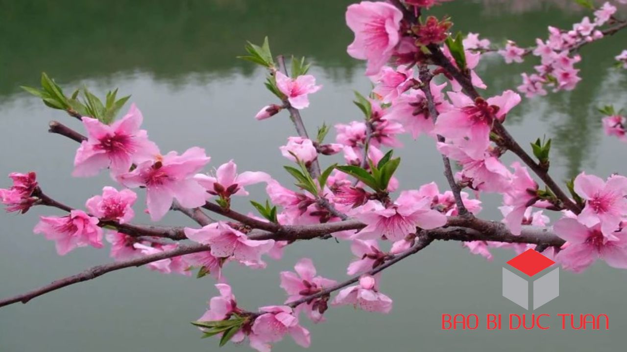 loai hoa choi tet mien bac dep y nghia