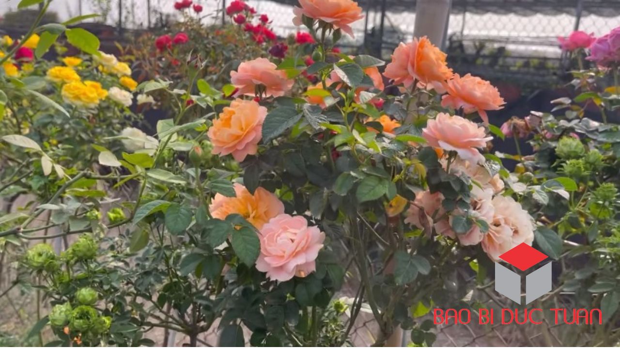 9 địa điểm du xuân đầu năm 2023 đẹp nhất Vĩnh Phúc 12 dia diem du xuan dau nam 2023 dep nhat vinh phuc 3