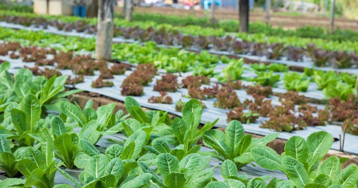 Ngành nông nghiệp hữu cơ chưa có sự cạnh tranh quá lớn ở Việt Nam