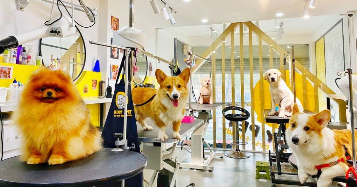Ý tưởng khởi nghiệp kinh doanh với thú cưng đang là xu hướng mới được nhiều bạn trẻ lựa chọn