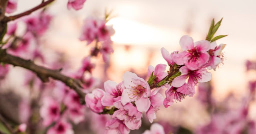 Hoa đào mang nhiều ý nghĩa đặc biệt với người dân Á Đông